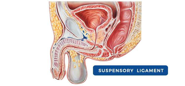suspensory ligament